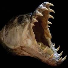 Image result for Goliath Tigerfish