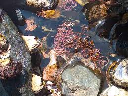 Attēlu rezultāti vaicājumam “Rhodophyta”