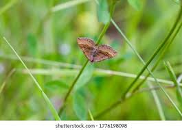 Attēlu rezultāti vaicājumam “Scotopteryx chenopodiata”