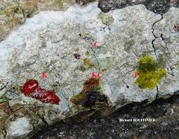 Attēlu rezultāti vaicājumam “Pertusaria coccodes”