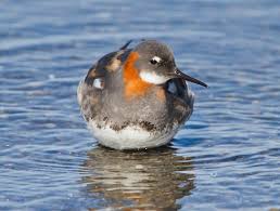 Attēlu rezultāti vaicājumam “Phalaropus lobatus”