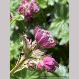 Image result for Astrantia majon `Abbey Road`