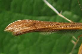 Attēlu rezultāti vaicājumam “Stenoptilia pterodactyla”