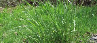 Attēlu rezultāti vaicājumam “Brachypodium sylvaticum fruit”