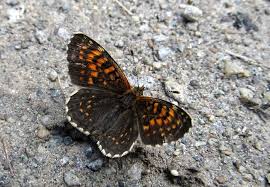 Attēlu rezultāti vaicājumam “Melitaea diamina underside”