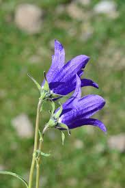 Image result for Campanula affinis