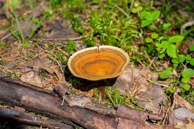 Attēlu rezultāti vaicājumam “Coltricia perennis”