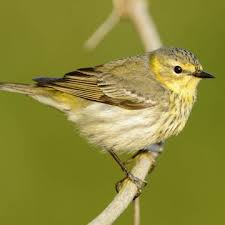 Image result for Dendroica tigrina