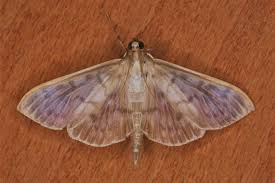 Attēlu rezultāti vaicājumam “Pleuroptya ruralis”