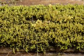 Attēlu rezultāti vaicājumam “Jungermanniopsida”