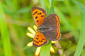 Attēlu rezultāti vaicājumam “Melitaea diamina upperside”
