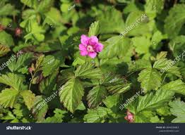 Attēlu rezultāti vaicājumam “Rubus arcticus”