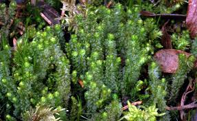 Attēlu rezultāti vaicājumam “Barbilophozia lycopodioides”