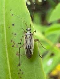 Attēlu rezultāti vaicājumam “Stenotus binotatus male”