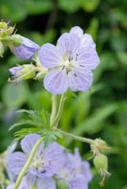 Attēlu rezultāti vaicājumam “Geranium pratense flower”