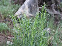 Image result for Artemisia dracunculus