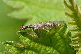 Attēlu rezultāti vaicājumam “Raphidioptera”