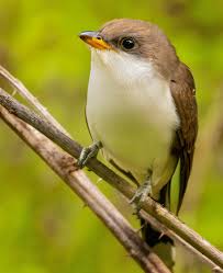 Image result for Coccyzus americanus