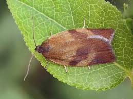 Attēlu rezultāti vaicājumam “Aphelia viburniana”