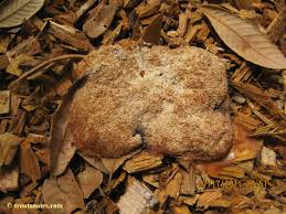 Attēlu rezultāti vaicājumam “Fuligo septica cf. rufa plasmodium”