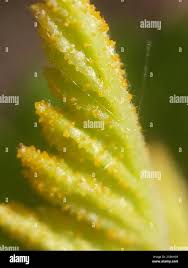 Attēlu rezultāti vaicājumam “Pucciniales”