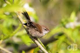 Image result for Cettia cetti