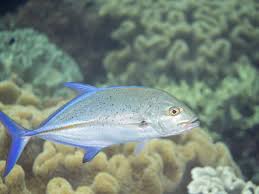 Image result for Caranx melampygus