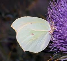 Attēlu rezultāti vaicājumam “Gonepteryx rhamni upperside”