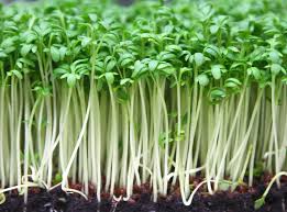 Image result for Brunnenkresse