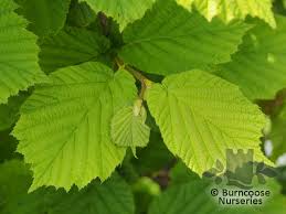 Attēlu rezultāti vaicājumam “Corylus avellana leaf”