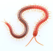 Attēlu rezultāti vaicājumam “Geophilidae”