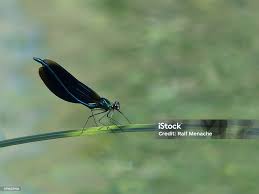 Attēlu rezultāti vaicājumam “Calopteryx virgo”