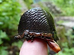 Attēlu rezultāti vaicājumam “Arion lusitanicus adult”