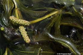 Attēlu rezultāti vaicājumam “Potamogeton lucens”