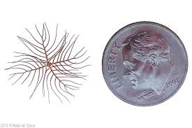 Attēlu rezultāti vaicājumam “Myriophyllum alterniflorum leaf”