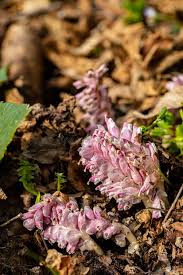 Attēlu rezultāti vaicājumam “Lathraea squamaria flower”