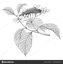 Attēlu rezultāti vaicājumam “Adoxaceae”