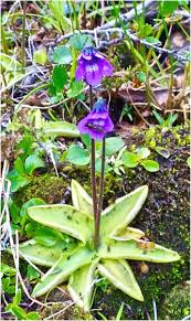 Attēlu rezultāti vaicājumam “Pinguicula vulgaris flower”