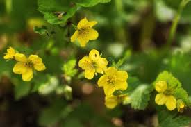 Attēlu rezultāti vaicājumam “Waldsteinia geoides flower”