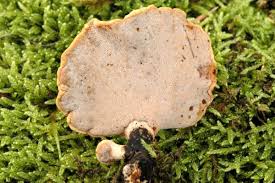 Attēlu rezultāti vaicājumam “Polyporus varius”