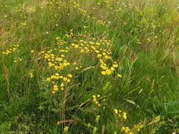 Attēlu rezultāti vaicājumam “Picris hieracioides”