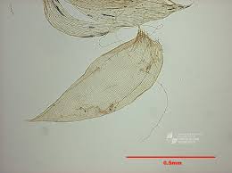 Attēlu rezultāti vaicājumam “Plagiothecium laetum”