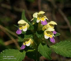 Attēlu rezultāti vaicājumam “Galeopsis speciosa”