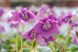 Attēlu rezultāti vaicājumam “Viola rupestris bud”