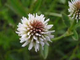 Attēlu rezultāti vaicājumam “Trifolium montanum”