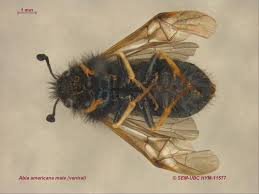 Attēlu rezultāti vaicājumam “Cimbicidae”