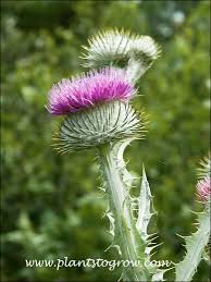 Image result for Onopordum acanthium