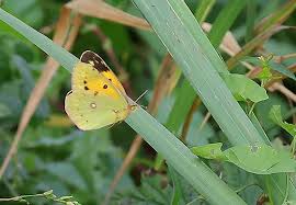 Attēlu rezultāti vaicājumam “Lycogala persicum young”