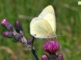 Attēlu rezultāti vaicājumam “Colias palaeno male”