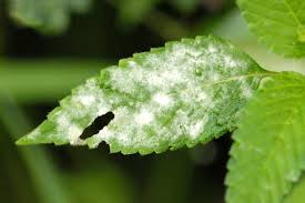 Attēlu rezultāti vaicājumam “Erysiphe galeopsidis”